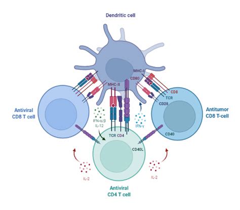 Antitumor and Antiviral Immunity | BioRender Science Templates