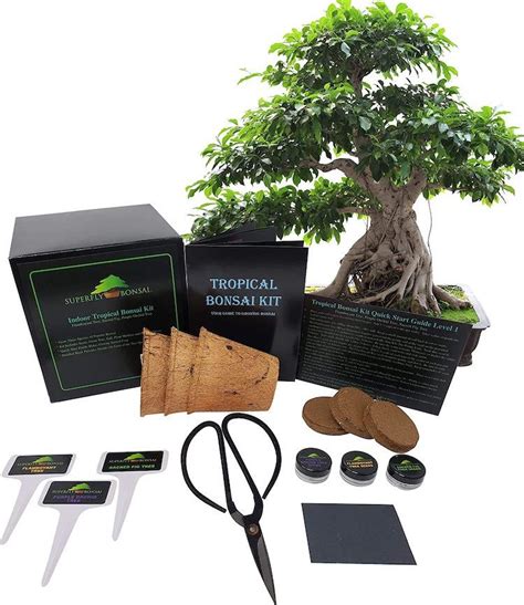 Grow Your Own Tiny Cherry Blossom Tree With This Sakura Bonsai Kit