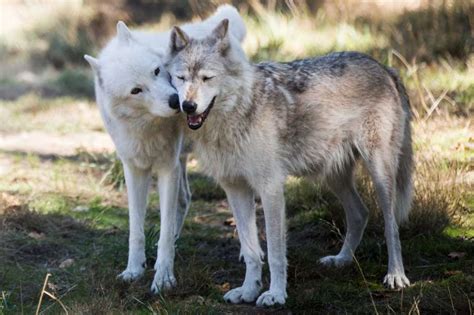 White Wolf : Wolf Haven International Has Rescued 200 Wolves Since Its Beginning.