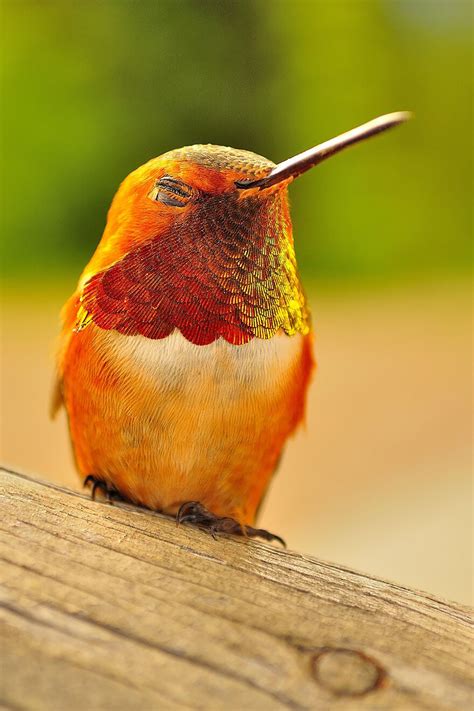 20 Pictures Of Hummingbirds Show These Birds Are Beautiful As they Are Mysterious