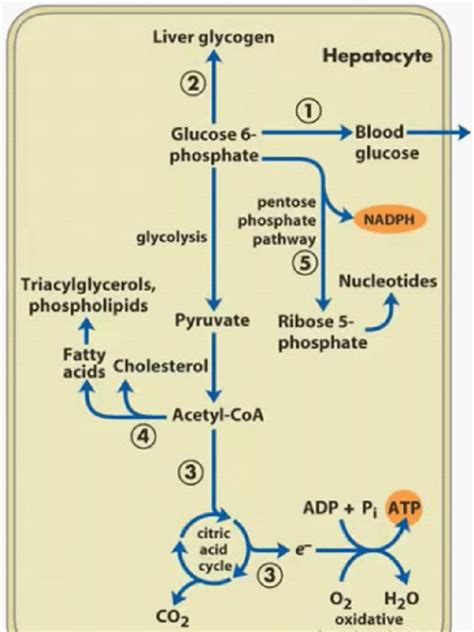 Glucose Metabolism Pathway