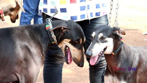 Tamil Nadu dog breed chippiparai,rajapalayam,kanni dog show in Madurai KANINE club 11-02-2018 ...