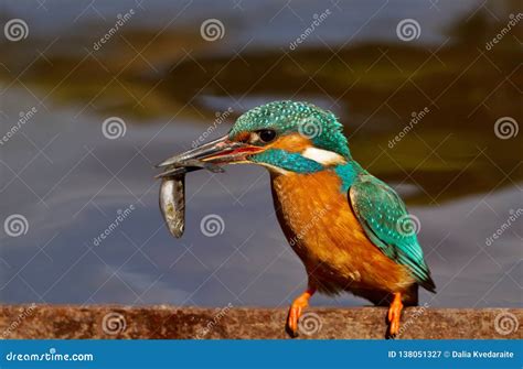 Eurasian Kingfisher with a Fish in the Beak Stock Image - Image of alert, beak: 138051327