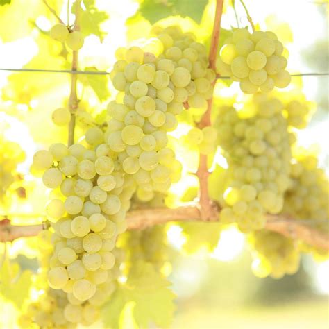 Buy Sauvignon Blanc - Grafted Grape Vines For Sale | Double A Vineyard