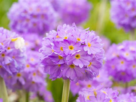 11 Best Perennial Flowers for Shady Gardens