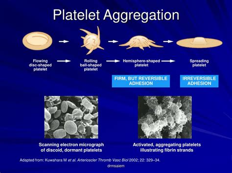 PPT - Platelet Function PowerPoint Presentation, free download - ID:226318