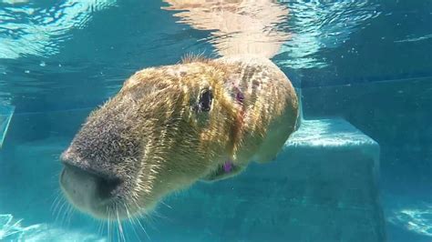 Sweetie the Capybara Swims in the pool - YouTube