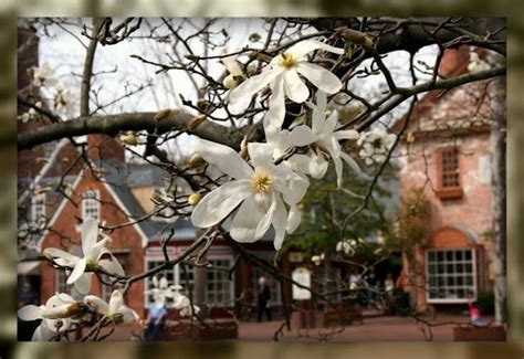 Merchant Square | Colonial williamsburg va, Virginia is for lovers, Williamsburg