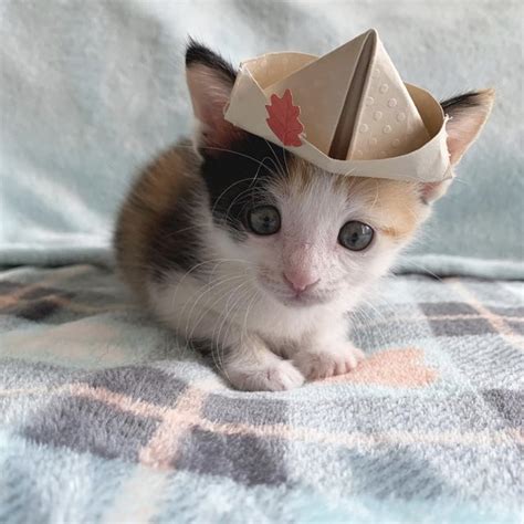 16 Cats & Kittens Looking Cute in Hats | Cuteness