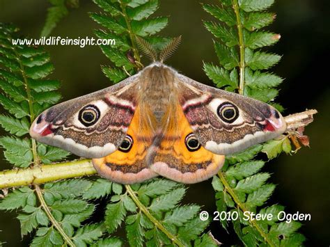 Emperor moth and caterpillar Saturnia pavonia | Wildlife Insight