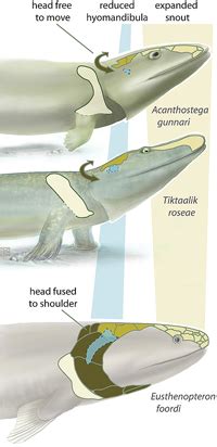 Tiktaalik’s internal anatomy explains evolutionary shift from water to land