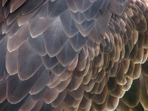 Bald eagle feathers - a photo on Flickriver