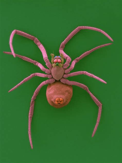 Western Black Widow Spiderling Photograph by Dennis Kunkel Microscopy/science Photo Library ...