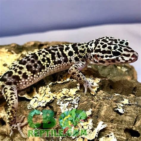 Mack Snow Leopard gecko for sale online baby mack snow gecko