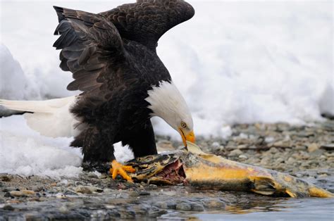 Bald eagle eating salmon, Chilkat River, Alaska. | Expeditions Alaska