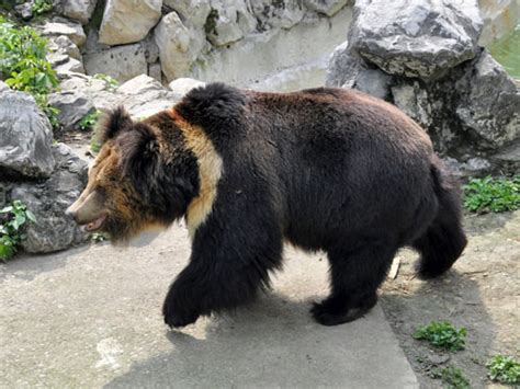 Ursus arctos pruinosus / Tibetan blue bear in zoos