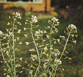 Shepherd’s purse | Medicinal Uses, Edible Leaves, Wildflower | Britannica