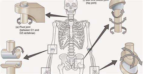 6 Types of Synovial Joints -Plane/Gliding -Saddle -Hinge -Pivot -Ball-and-Socket -Ellipsoid ...