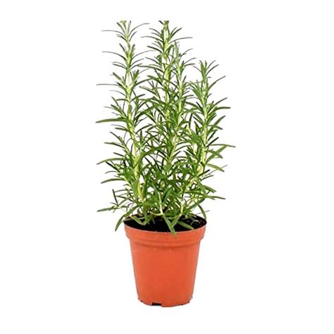 Rosemary Herb - MICRO PLANT STUDIO