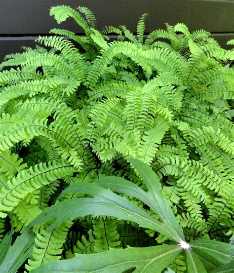 danger garden: Adiantum pedatum, my favorite plant in the garden (this week)...