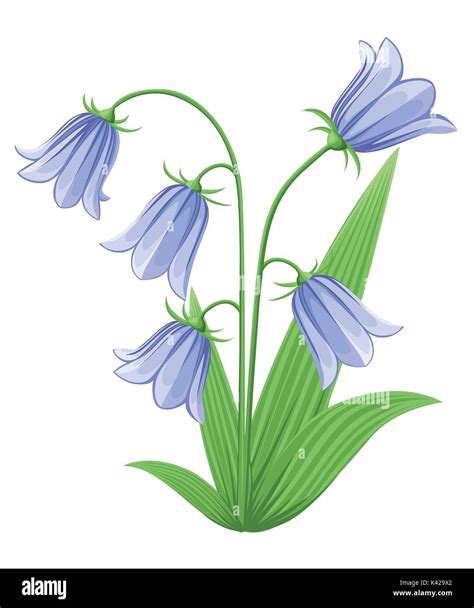 Bell-flowers Campanula Hand drawn vector illustration of blue bell flowers and buds on white ...