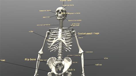 skeleton - Buy Royalty Free 3D model by lwjcxhlsc [6db4f21] - Sketchfab ...