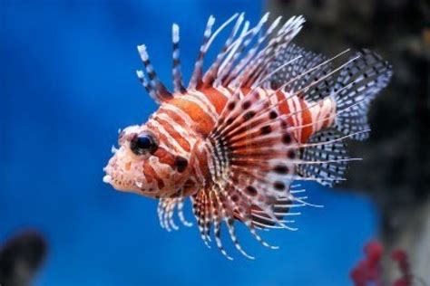 Lionfish (Pterois mombasae) in a Moscow Zoo aquarium | Pez leon, Fotos ...