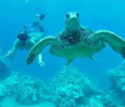 Snorkeling in Napili Bay, Maui | Snorkeling in Hawaii | Maui snorkeling, Trip to maui, Snorkeling