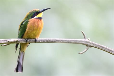 Cinnamon-chested Bee-eater – Holmen Birding Safaris