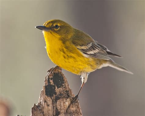 How to identify warblers this season - Farm and Dairy