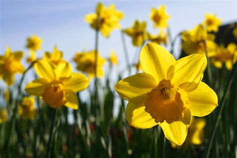 Spring daffodils | You see, even the flowers in front of Whi… | Flickr