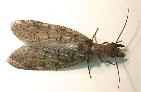 dobsonfly-female http://www.insectidentification.org/insect-description ...