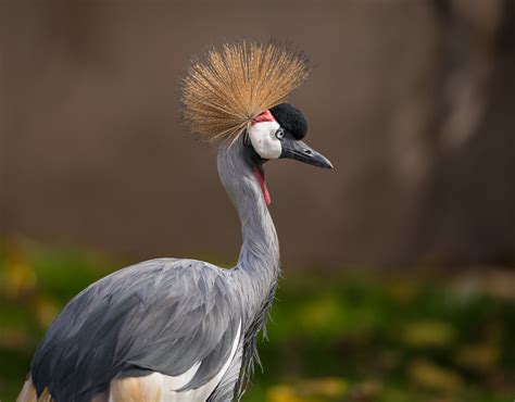 African Crowned Crane | Starmind Conservation