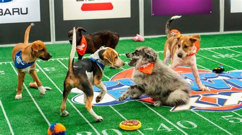 ‘Puppy Bowl’ celebrates 20th anniversary this year, featuring 100+ dogs