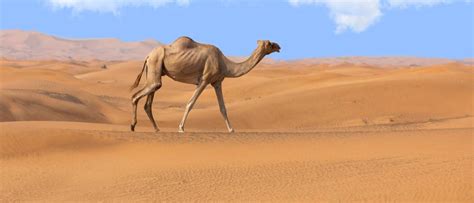 Wildlife in Saudi Arabia - Types of Saudi Arabian Animals - A-Z Animals