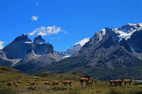 Guanacos in Torres Del Paine National Park, Chile Stock Image - Image ...