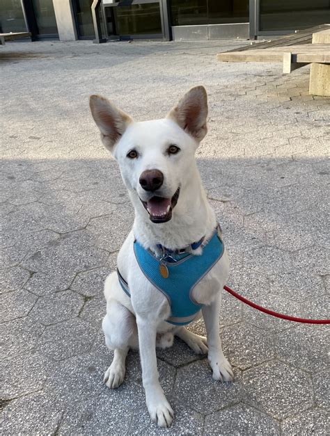 Dog of the Day: Krypto the Korean Jindo White Shepherd Mix | The Dogs of San Francisco