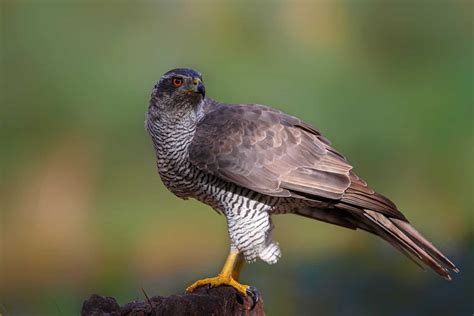 Hawks In Pennsylvania: Search For All 9 Species Here