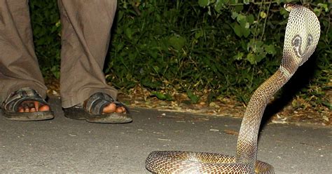 King Cobras Hate Him, But This Karnataka Man Has Survived After Being Bitten By 12 Different Snakes!