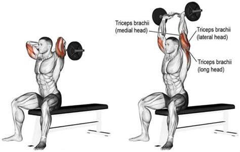 Seated E-Z Bar Overhead Triceps Extension • Bodybuilding Wizard