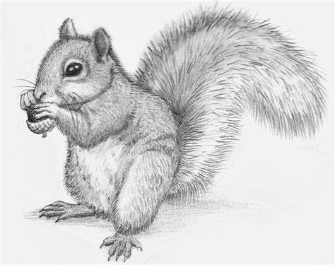 Squirrel drawing | Sketch art, Djur, Teckning