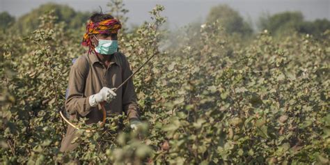 Saying “no” to harmful chemicals in cotton crop production – Invasive Species Blog