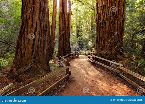 Hiking Trail Redwood Trees Forest Stock Photo - Image of hiking, united ...