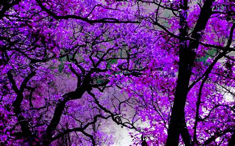 Violet Wallpapers - Wallpaper Cave