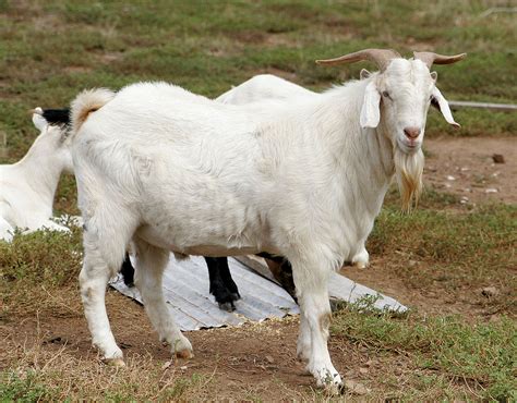 Domestic goat - Simple English Wikipedia, the free encyclopedia