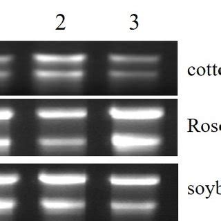 Gel electrophoresis of RNA isolated from different plants using the... | Download Scientific Diagram