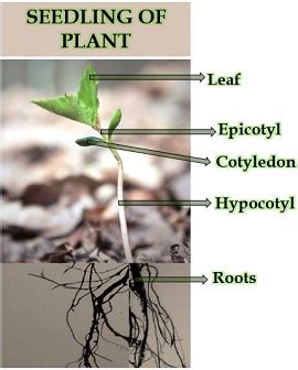 What is Germination of Plant? Definition, Process & Factors Affecting ...