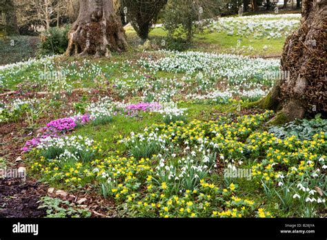 Colesbourne park snowdrops hi-res stock photography and images - Alamy