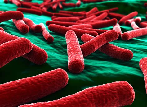 Escherichia coli – scheda batteriologica ed approfondimenti
