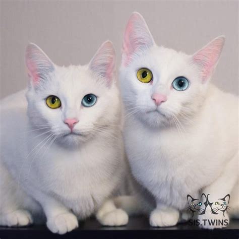 Meet Adorable Twin Cats With Heterochromatic Eyes Who Are Mesmerizing The World!